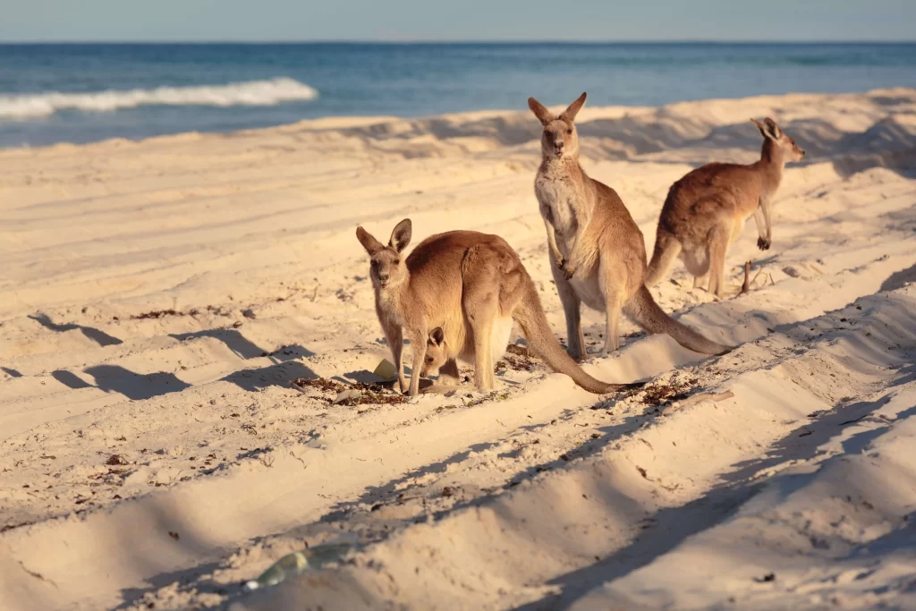 Kangaroos on an Australian beach representing Beyond Horizons Migration Lawyers