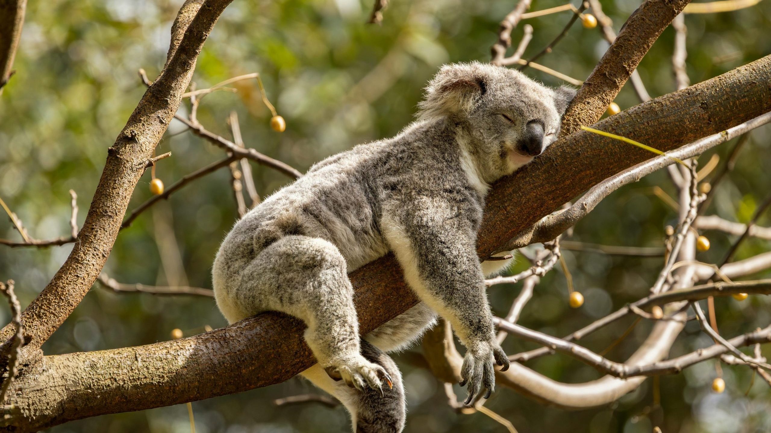 Visit and Tourism Visas – Explore Australia | Beyond Horizon Koala resting in a eucalyptus tree representing tourism and visitor attractions in Australia.